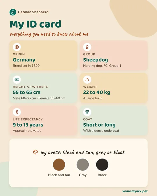 Illustrated ID card of the German Shepherd Dog: origin, size, weight, lifespan and coat.