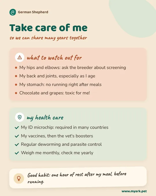 Caring for the German Shepherd Dog: what to keep an eye on and the basic health routine.