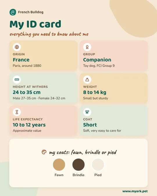 Illustrated ID card of the French Bulldog: origin, size, weight, lifespan and coat.