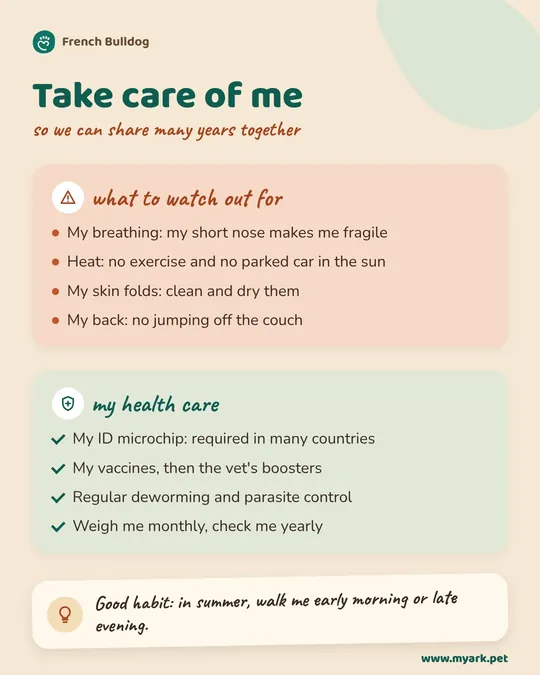 Caring for the French Bulldog: what to keep an eye on and the basic health routine.