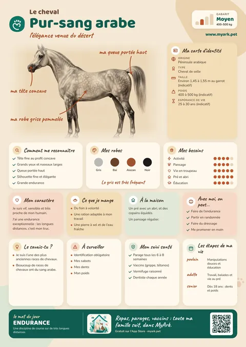 Fiche illustrée : Pur-sang arabe