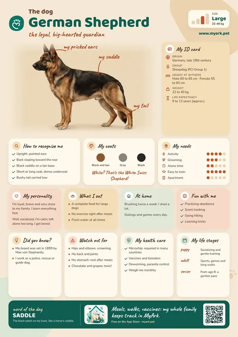 Preview of the illustrated German Shepherd Dog poster, ready to print.