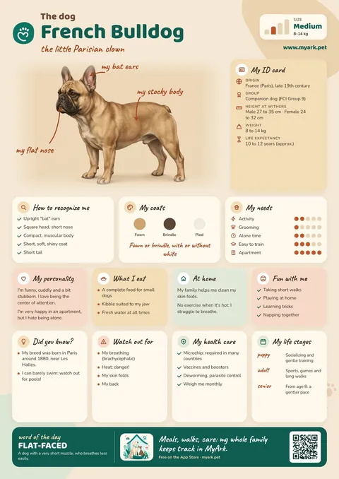 Preview of the illustrated French Bulldog poster, ready to print.