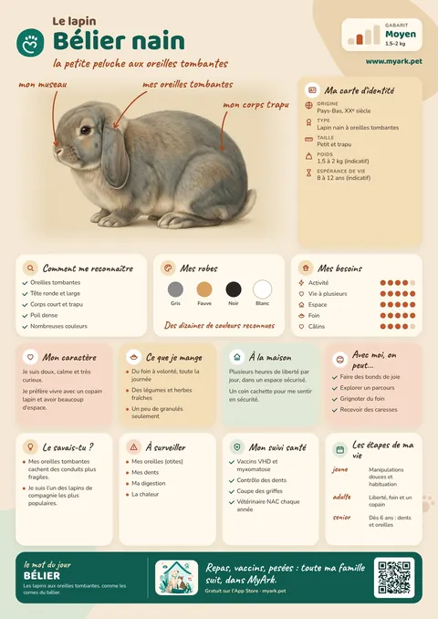 Fiche illustrée : Bélier nain