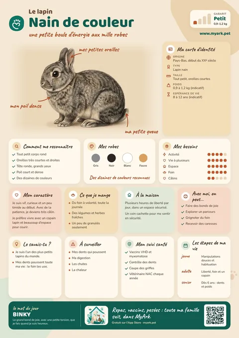 Fiche illustrée : Nain de couleur
