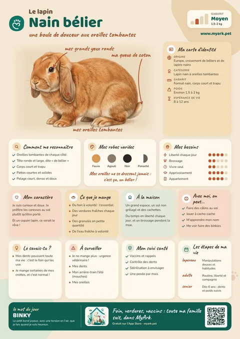 Fiche illustrée : Nain bélier / Mini Lop